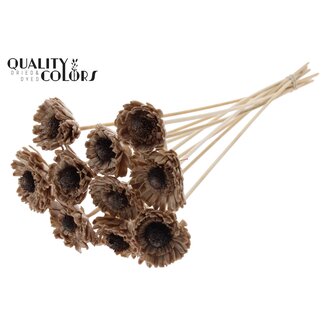 QC Shola Daisy Sunflower 6cm on stem Wax Beige