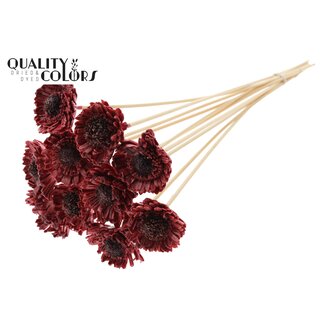 QC Shola Daisy Sunflower 6cm on stem Wax Burgundy