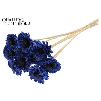 QC Shola Daisy Sunflower 6cm on stem Wax Blue