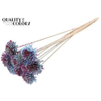 QC Shola Zinia 6cm on stem Splashed Light Blue/Cerise