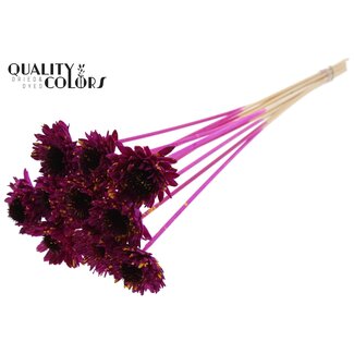 QC Shola Daisy Sunflower 6cm on stem Splashed Lilac/Yellow