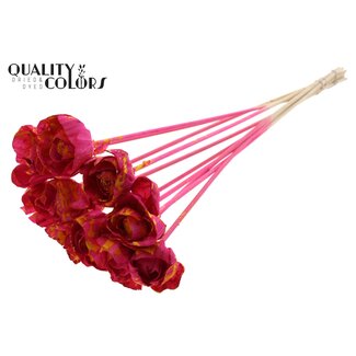 QC Shola Dear Holly 6cm on stem Splashed Cerise/Yellow