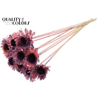 QC Shola Daisy Sunflower 6cm on stem Splashed Pink/Milka