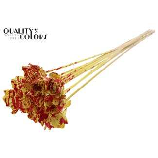 QC Shola Dear Holly 6cm on stem Splashed Yellow/Red