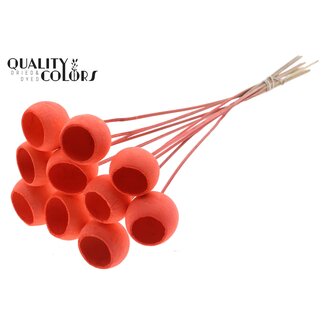 QC Bell Cup on stem Intense Coral