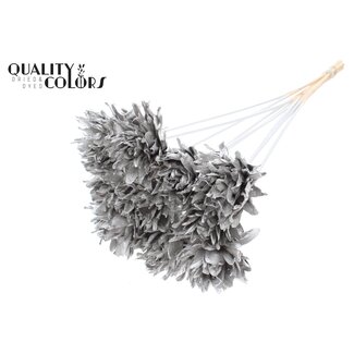 QC Shola Slice Pine 6cm on stem Platina