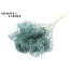 Broom Bloom p/bunch in poly Frosted Light Blue