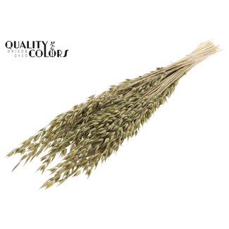 QC Dried Oats Premium | Colour: Olive Green | Avena Premium Dried Flowers | Length ± 70 centimetres | Weight 200 grams | Per bunch