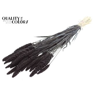 QC Gedroogde Trosgierst | Kleur: Intens Zwart | Gierst Droogbloemen | Lengte ± 70 centimeter | Gewicht 200 gram | Per bos