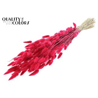QC Dried Bunny Tails | Colour: Cherry | Lagurus Ovatus dried flowers | Length ± 60 centimetres | Per bunch