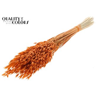 QC Gedroogde Haver Premium | Kleur: Oranje | Avena Premium Droogbloemen | Lengte ± 70 centimeter | Gewicht 200 gram | Per bos