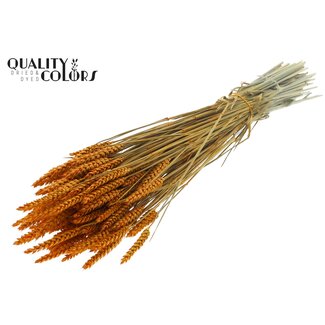 QC Getrockneter Weizen | Farbe: Aprikosenfarben | Triticum Trockenblumen | Länge ± 60 Zentimeter | Gewicht 220 Gramm | Pro Bund
