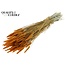 Dried Wheat | Colour: Apricot | Triticum Dried Flowers | Length ± 60 centimetres | Weight 220 grams | Per bunch