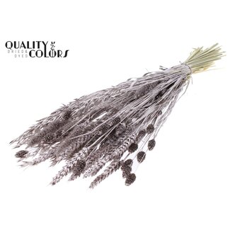 QC Dried Flower Mix Bouquet | Colour: Champagne with Glitter | Length ± 60 centimetres | Per bunch