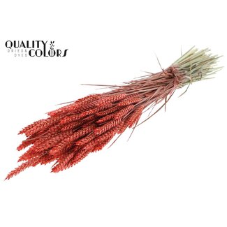 QC Getrockneter Weizen | Farbe: Korallenfarbe | Triticum Trockenblumen | Länge ± 60 Zentimeter | Gewicht 220 Gramm | Pro Bund