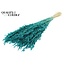 Dried Oats | Colour: Intense Turquoise | Avena dried flowers | Length ± 60 centimetres | Weight 200 grams | Per bunch