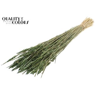 QC Zongebleekte Tarwe | Kleur: Pearl Groen | Triticum Droogbloemen | Lengte ± 60 centimeter | Gewicht 220 gram | Per bos