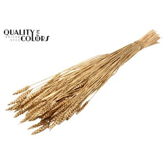 QC Sun-Bleached Wheat | Colour: Antique Gold | Triticum Dried Flowers | Length ± 60 centimetres | Weight 220 grams | Per bunch