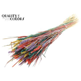 QC Sun-Bleached Wheat | Colourful 5 | Colour: Mixed Colours | Triticum Dried Flowers | Length ± 60 centimetres | Weight 220 grams | Per bunch