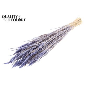 QC Zongebleekte Tarwe | Kleur: Pearl Milkapaars | Triticum Droogbloemen | Lengte ± 60 centimeter | Gewicht 220 gram | Per bos