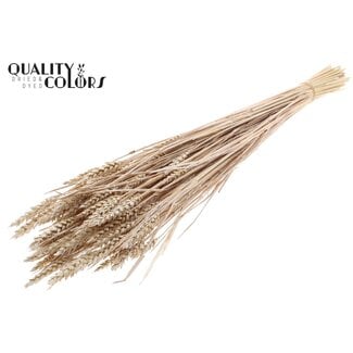 QC Sun-Bleached Wheat | Colour: Pearl White | Triticum Dried Flowers | Length ± 60 centimetres | Weight 220 grams | Per bunch