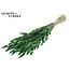 Dried Hare's Tail Grass | Colour: Green | Lagurus Ovatus dried flowers | Length ± 60 centimetres | Per bunch
