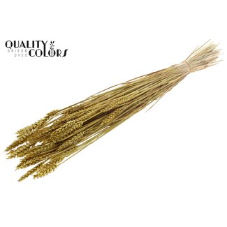 QC Sun-Bleached Wheat | Colour: Metallic Yellow | Triticum Dried Flowers | Length ± 60 centimetres | Weight 220 grams | Per bunch