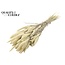 Dried Setaria | Colour: White Bleached | Setaria dried flowers | Length ± 70 centimetres | Weight 210 grams | Per bunch