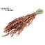 Gedroogde Haver | Kleur: Koperkleurig met Glitter | Avena droogbloemen | Lengte ± 60 centimeter | Gewicht 250 gram | Per bos