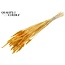 Dried Wheat | Colour: Intense Apricot | Triticum Dried Flowers | Length ± 60 centimetres | Weight 100 grams | Per bunch