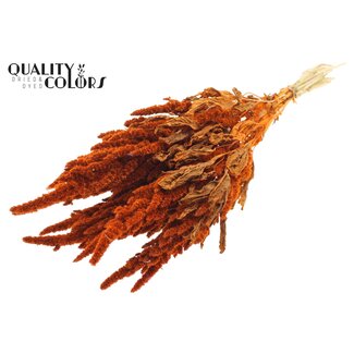 QC Getrockneter Amaranthus | Farbe: Orange | Katzenschwanz Trockenblumen | Länge ± 60 Zentimeter | Pro Bund
