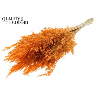 QC Getrockneter Wilder Hafer | Farbe: Orange | Wilder Avena Trockenblumen | Länge ± 70 Zentimeter | Gewicht 100 Gramm | Pro Bund