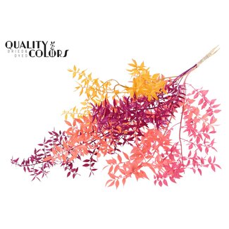 QC Gedroogde Ruscus | Mix 1 | Kleur: Gemengde Kleuren | Ruscus Droogbloemen | Lengte ± 70 centimeter | 10 takken per bos | Per bos