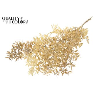QC Getrockneter Ruscus | Farbe: Naturweiß | Ruscus Trockenblumen | Länge ± 70 Zentimeter | Pro 50 Zweige