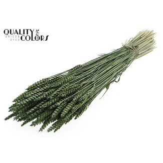 QC Gedroogde Tarwe | Kleur: Pearl Groen | Triticum Droogbloemen | Lengte ± 60 centimeter | Gewicht 220 gram | Per bos