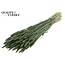 Dried Wheat | Colour: Pearl Green | Triticum Dried Flowers | Length ± 60 centimetres | Weight 220 grams | Per bunch