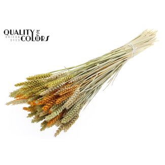 QC Gedroogde Tarwe | Summer Mix | Kleur: Gemengde Kleuren | Triticum Droogbloemen | Lengte ± 60 centimeter | Gewicht 220 gram | Per bos