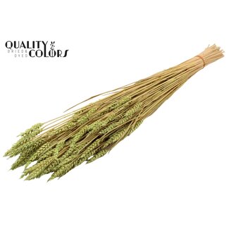 QC Zongebleekte Tarwe | Kleur: Frosted Mintgroen | Triticum Droogbloemen | Lengte ± 60 centimeter | Gewicht 220 gram | Per bos