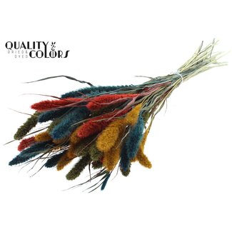 QC Dried Setaria | Colourful 6 | Colour: Mixed Colours | Setaria dried flowers | Length ± 70 centimetres | Weight 210 grams | Per bunch