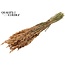 Dried Oats | Colour: Frosted Salmon | Avena dried flowers | Length ± 60 centimetres | Weight 250 grams | Per bunch