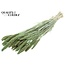 Dried Millet Sprays | Colour: Intense Frosted Mint Green | Millet Dried Flowers | Length ± 70 centimetres | Weight 200 grams | Per bunch