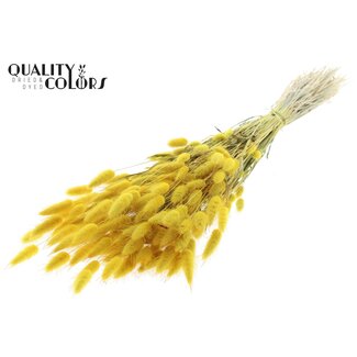QC Getrocknete Hasenschwänzchen | Farbe: Gelb | Lagurus Ovatus Trockenblumen | Länge ± 60 Zentimeter | Pro Bund