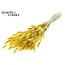 Dried Bunny Tails | Colour: Yellow | Lagurus Ovatus dried flowers | Length ± 60 centimetres | Per bunch