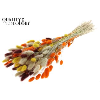 QC Getrocknete Hasenschwänzchen Premium | Bunt 3 | Farbe: Gemischte Farben | Lagurus Ovatus Trockenblumen | Länge ± 70 Zentimeter | Gewicht 100 Gramm | Pro Bund