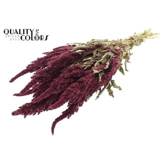 QC Amaranthus per bunch Natural Red