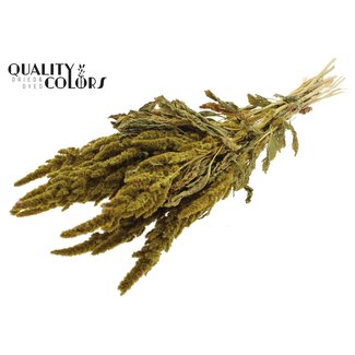 QC Getrockneter Amaranthus | Farbe: Gelb | Katzenpfötchen Trockenblumen | Länge ± 60 Zentimeter | Pro Bund
