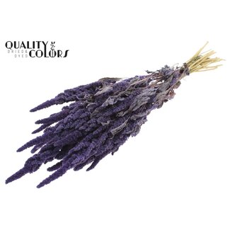 QC Dried Amaranthus | Colour: Milka Purple | Cat's Tail Dried Flowers | Length ± 60 centimetres | Per bunch