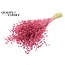 Dried Flax | Colour: Cherry-Coloured | Linum Dried Flowers | Length ± 50 centimetres | Weight 150 grams | Per bunch