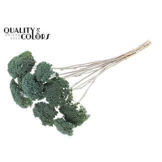 QC Gedroogd Duizendblad | Kleur: Frosted Lichtblauw | Achillea Droogbloemen | Lengte ± 60 centimeter | 15 stelen per bos | Per bos