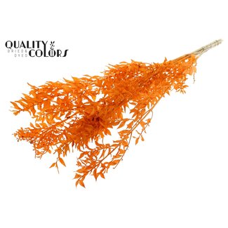 QC Gedroogde Ruscus | Kleur: Intens Oranje | Ruscus Droogbloemen | Lengte ± 50 centimeter | 10 takken per bos | Per bos